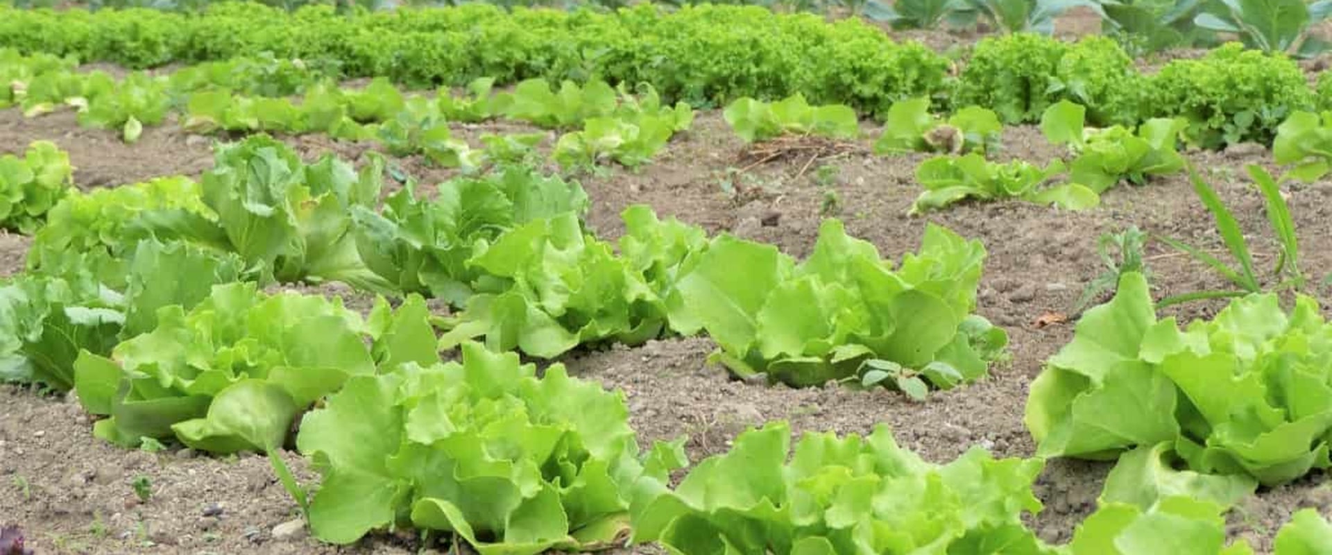 Key Considerations for Effective Farm Management in Organic Farming