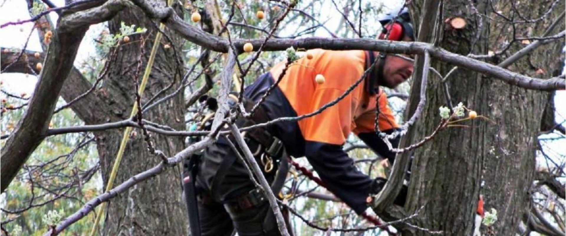 Enhance Farm Management with Professional Tree Removal