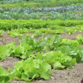Key Considerations for Effective Farm Management in Organic Farming