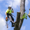 Enhance Farm Management with Expert Arborist Services