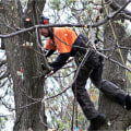 Enhance Farm Management with Professional Tree Removal
