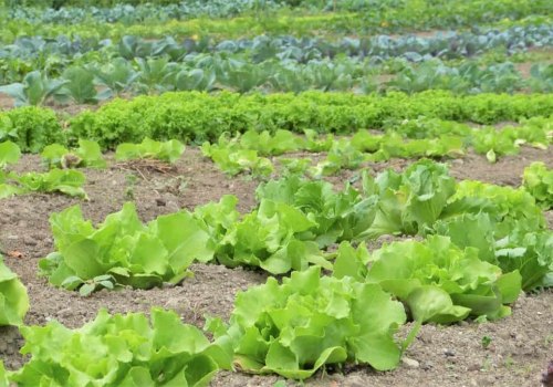 Key Considerations for Effective Farm Management in Organic Farming