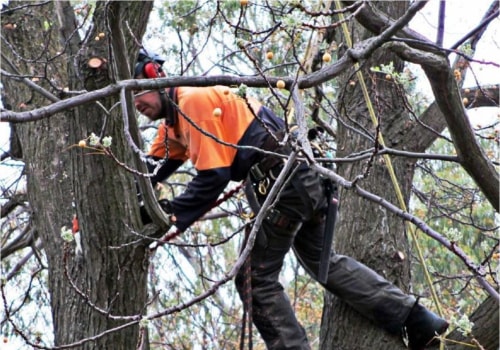 Enhance Farm Management with Professional Tree Removal